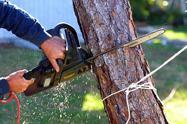 Professional Tree Care in Bellefonte, PA