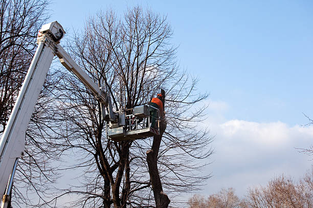 Best Stump Grinding and Removal  in Bellefonte, PA